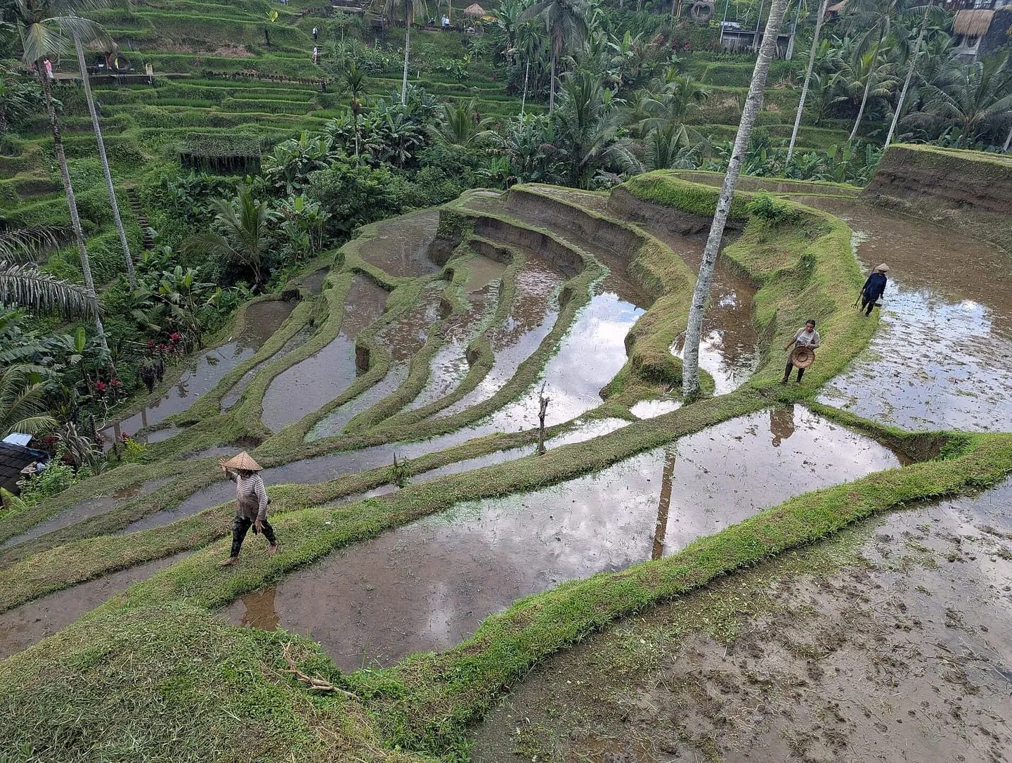 Tegalalang Rice Terrace