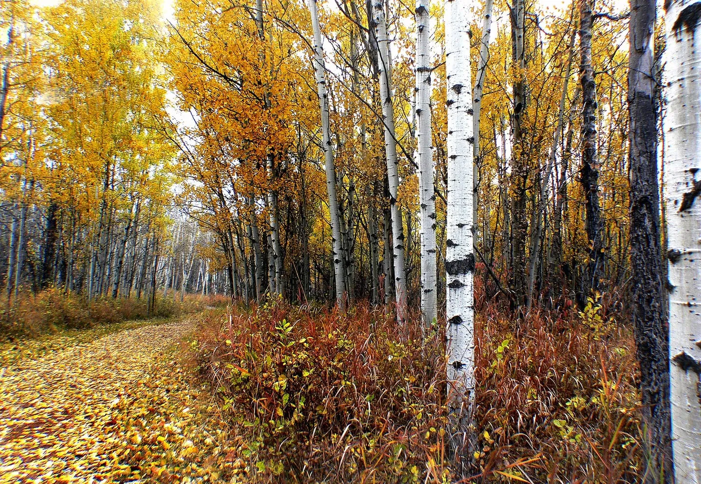 Fish Creek Park, Bebo Grove Walk