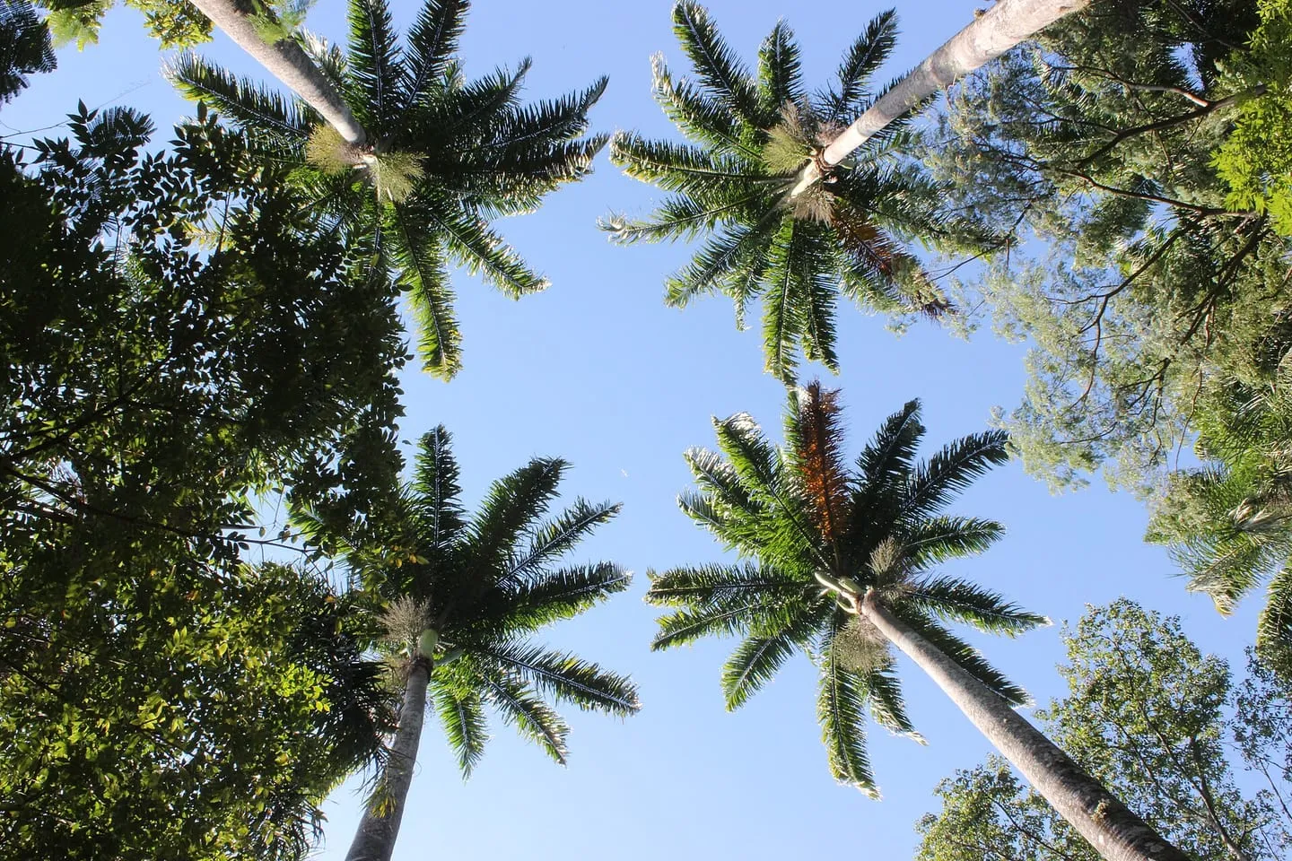 Bosque dos Jequitibás