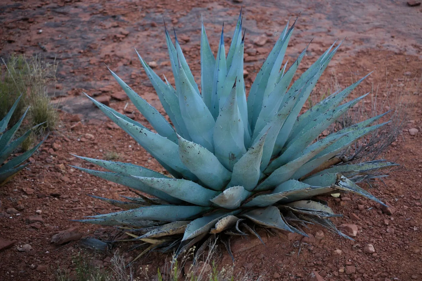 Desert Botanical Garden