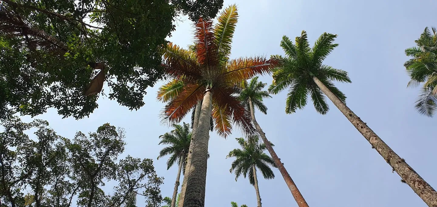 Jardim Botânico