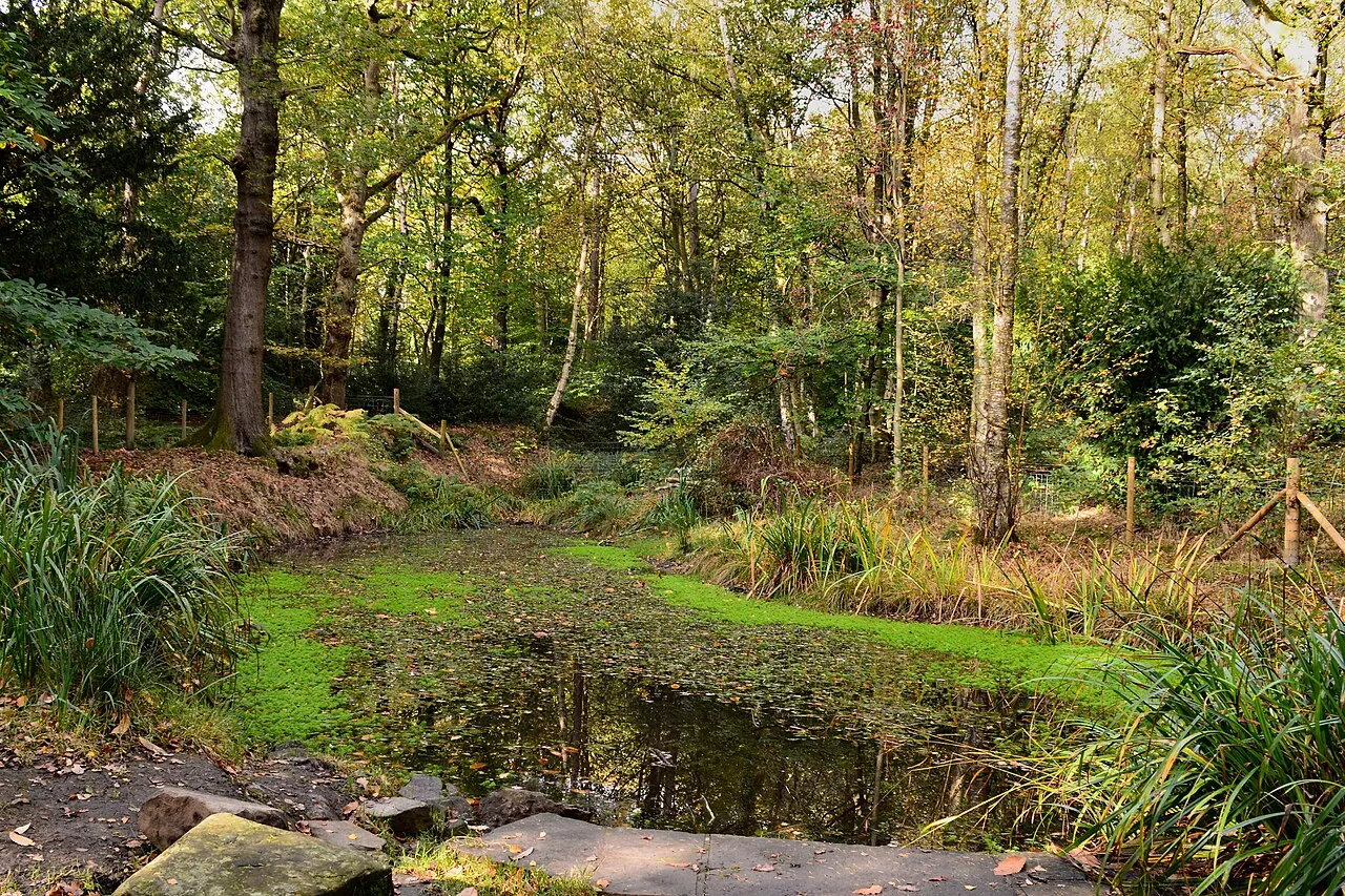 Ecclesall Woods and Collier's Pond